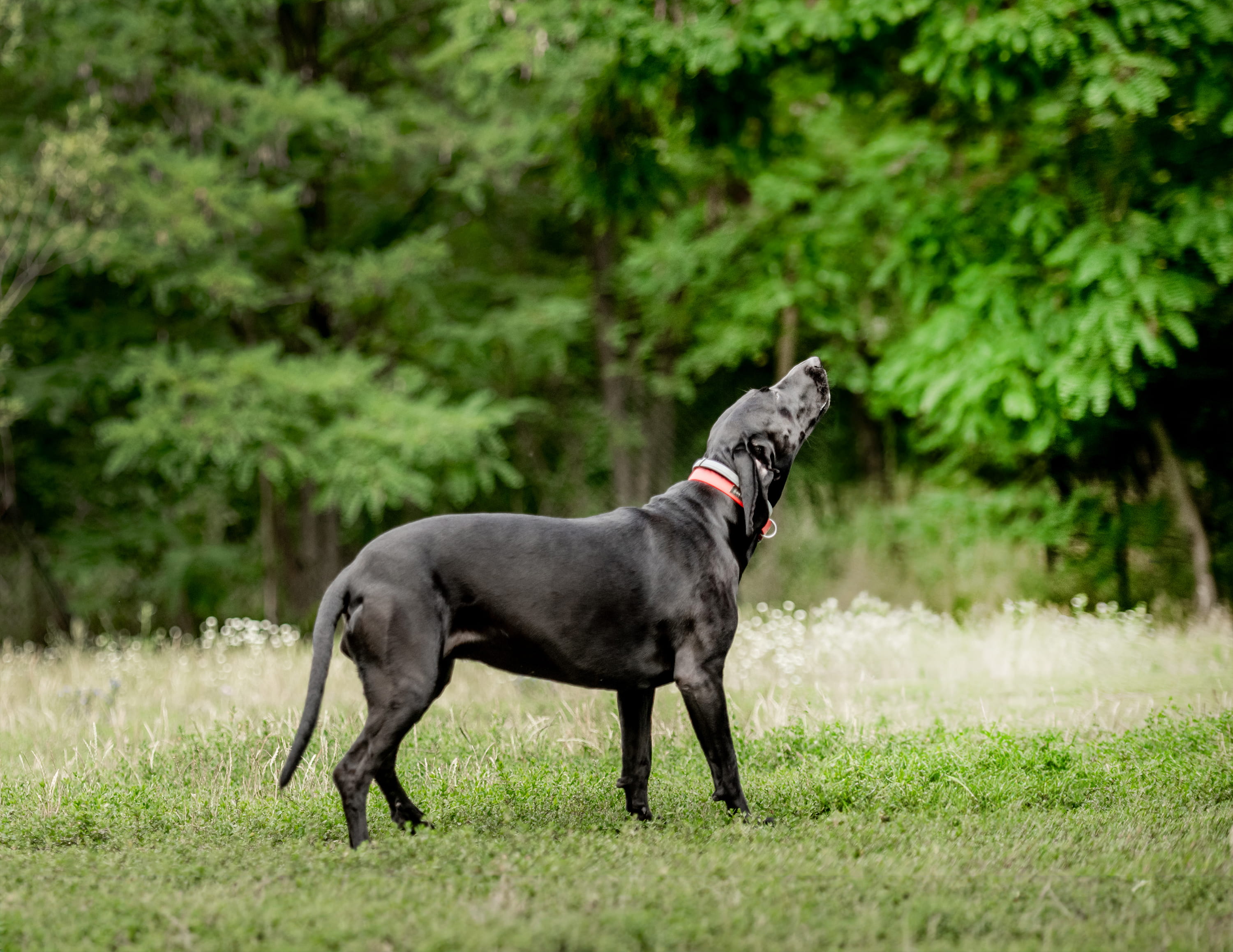 customer photo of JL