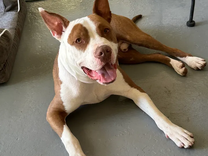 customer photo of SI